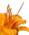 [Day Lily] - day lily, orange, flower, white background